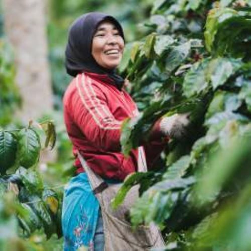 Sumatra Dark Roast | Single Origin | Organic | California Fresh Roasted gallery