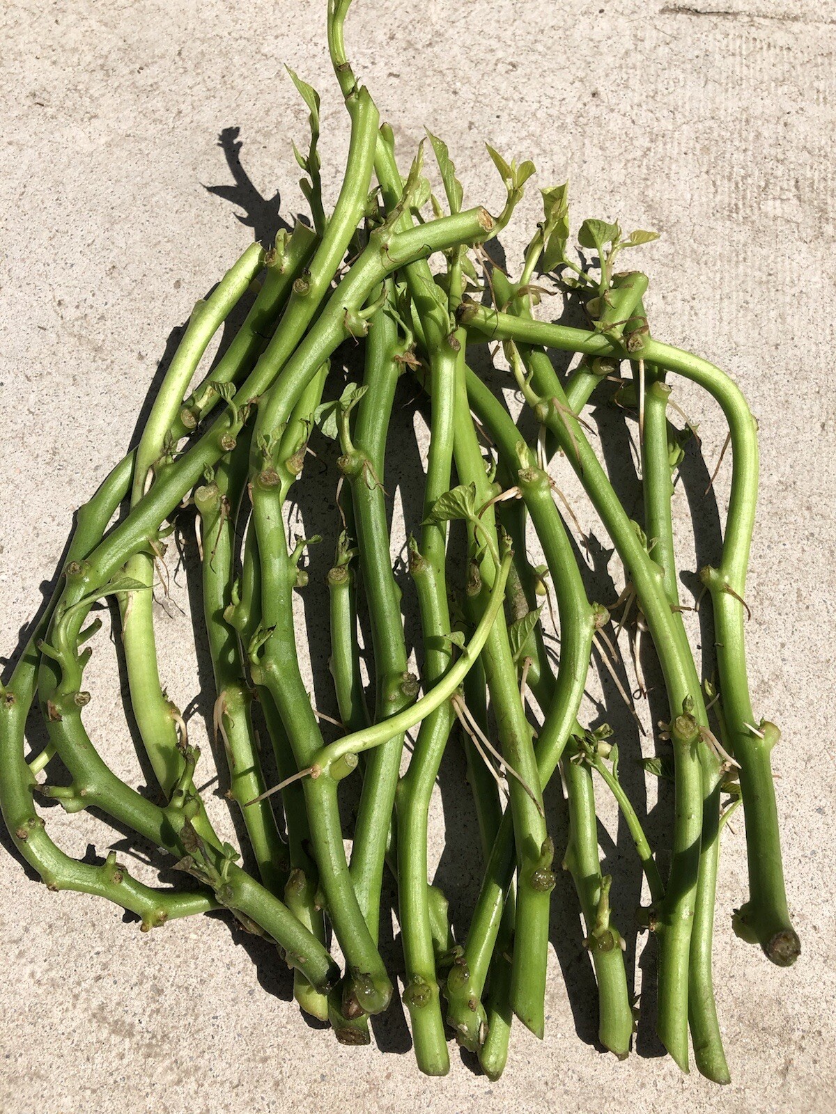 20 Slips White Sweet Potato Slips Cutting Vines Ready To Plant gallery