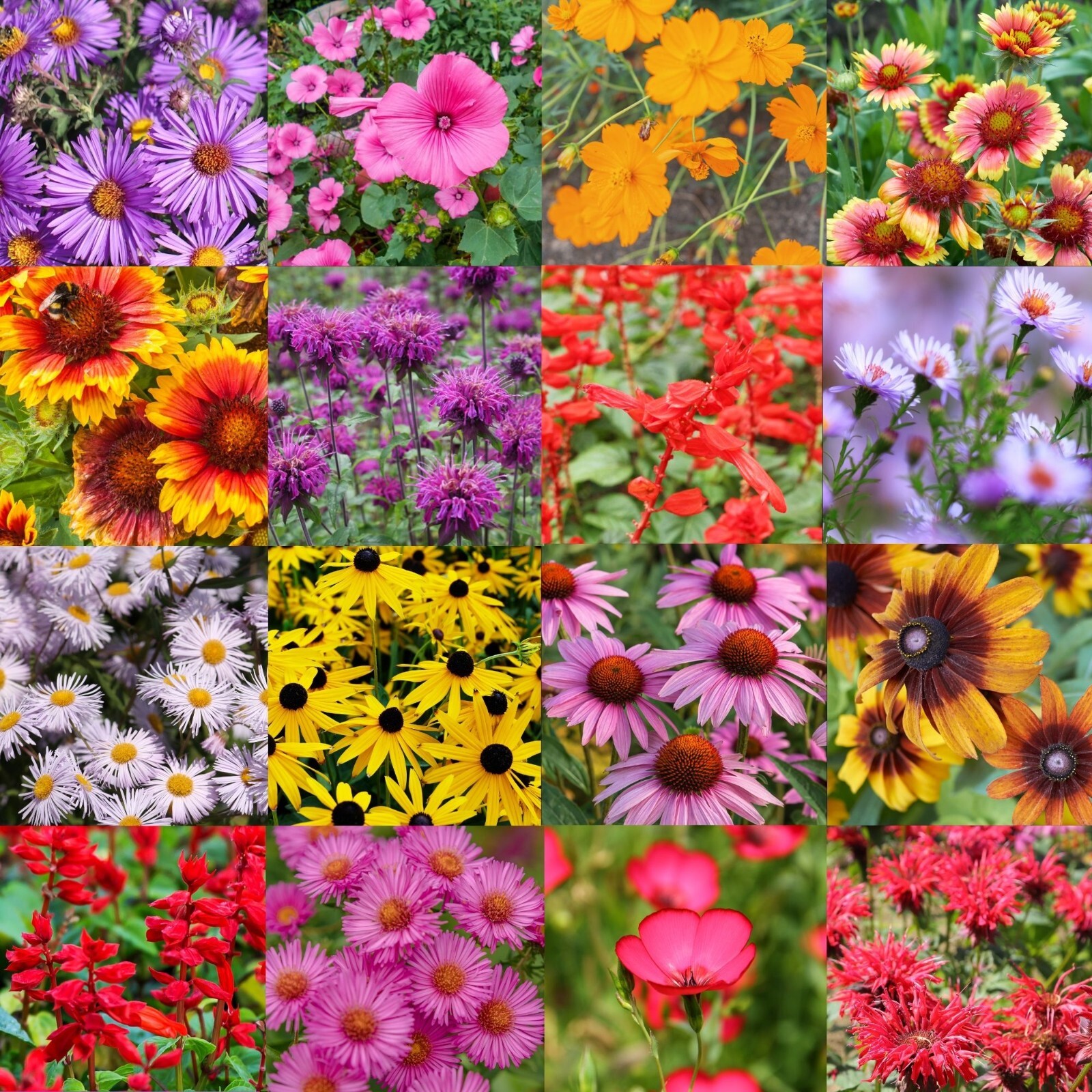 1/2 Pound Delaware Bulk Wildflower Seed Mix (Northeast Species) 1,000 sq-ft gallery