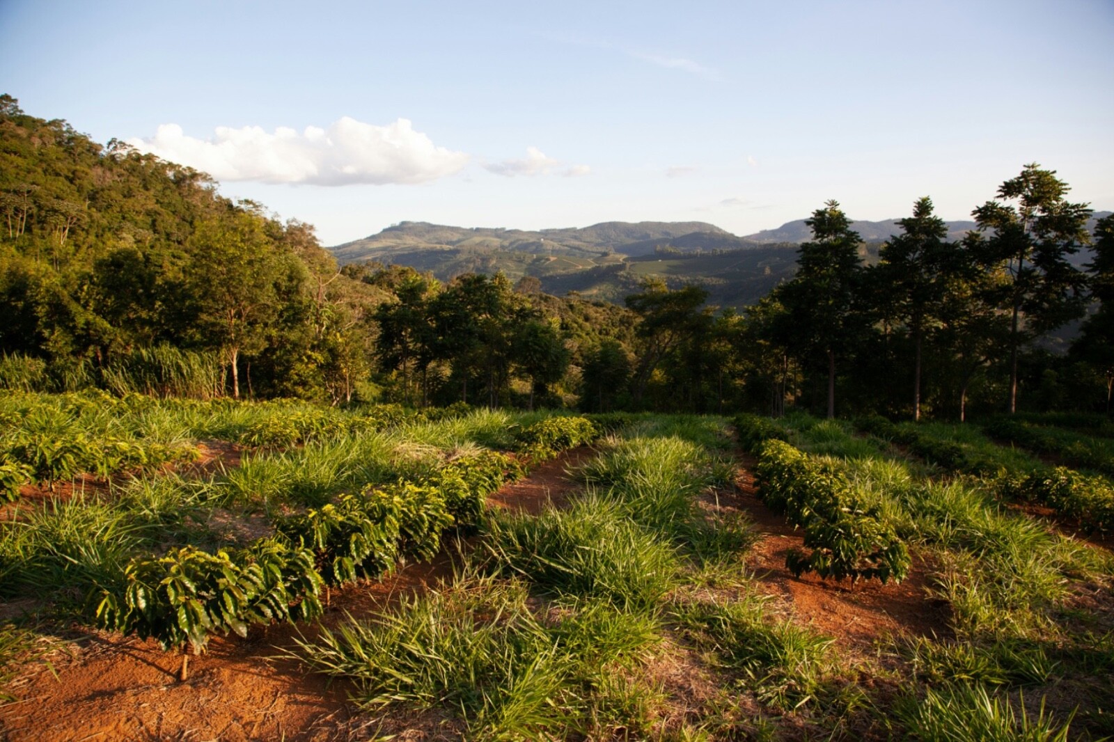 Brazil Single Origin Coffee| Whole Bean| Medium Roast| Roasted To Order! gallery