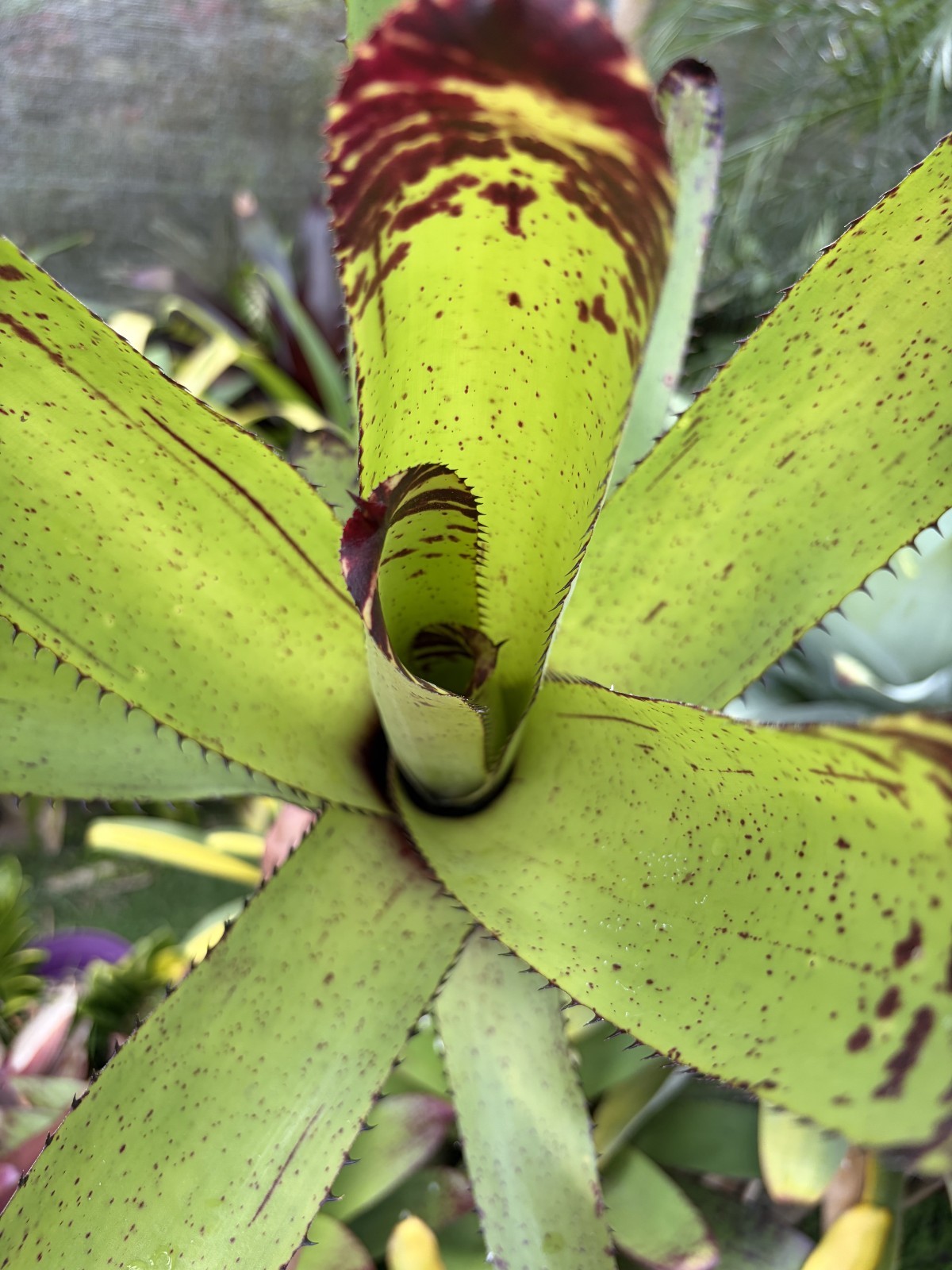 Bromeliad Sale! Neoregelia 'Rainbow Carcharodon' gallery