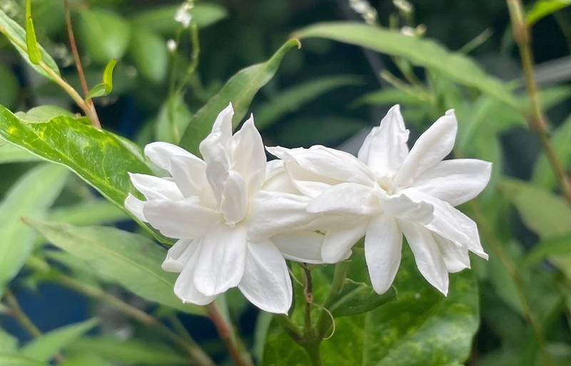 Chanthaboon Jasmine Sambac gallery