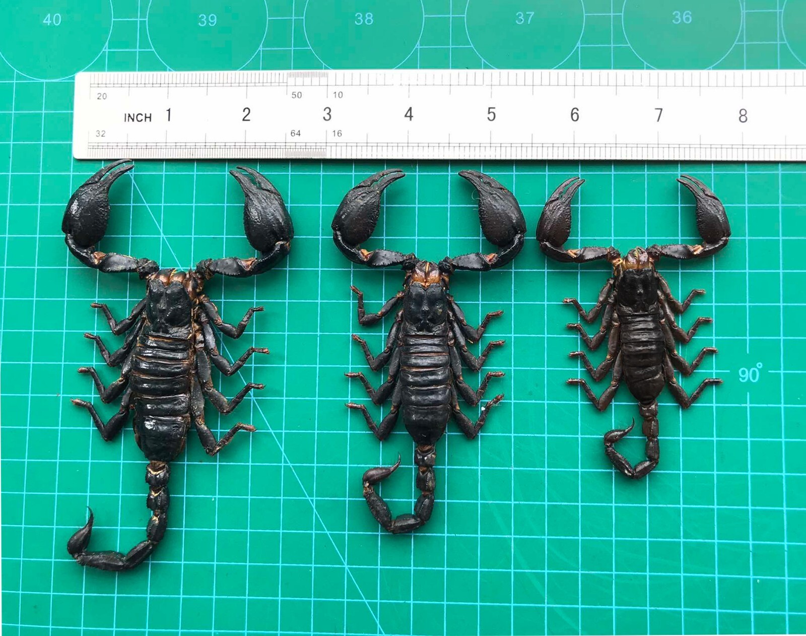 6 Real Giant Scorpion Mounted Dried Insect Bug Taxidermy Oddity Entomology Lover gallery