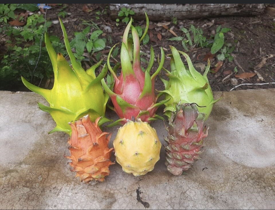 13 DRAGON FRUIT CUTTING 18-14 Inches Check Description gallery