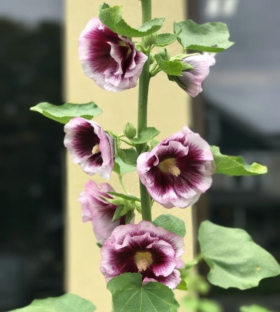 Alcea rosea Creme do Cassis gallery