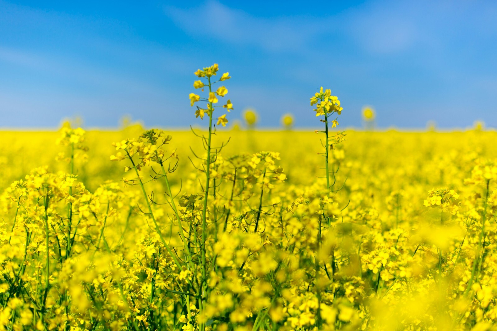 Trophy Rape Seed Cover Crop Forage Food Plot Deer Greens No-Till NON-GMO gallery