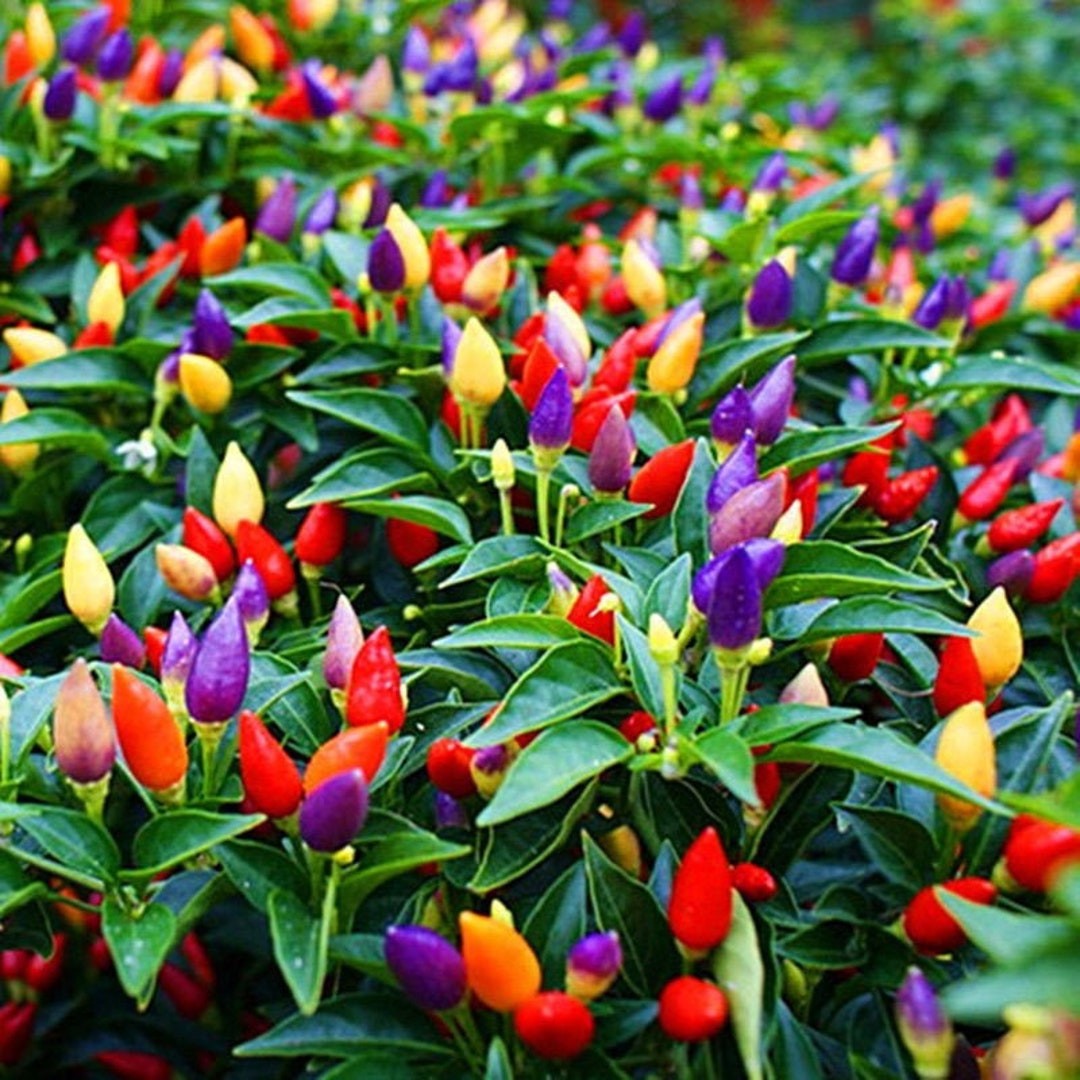 Chinese five Color Hot Pepper. 10 Seeds Free Shipping! gallery