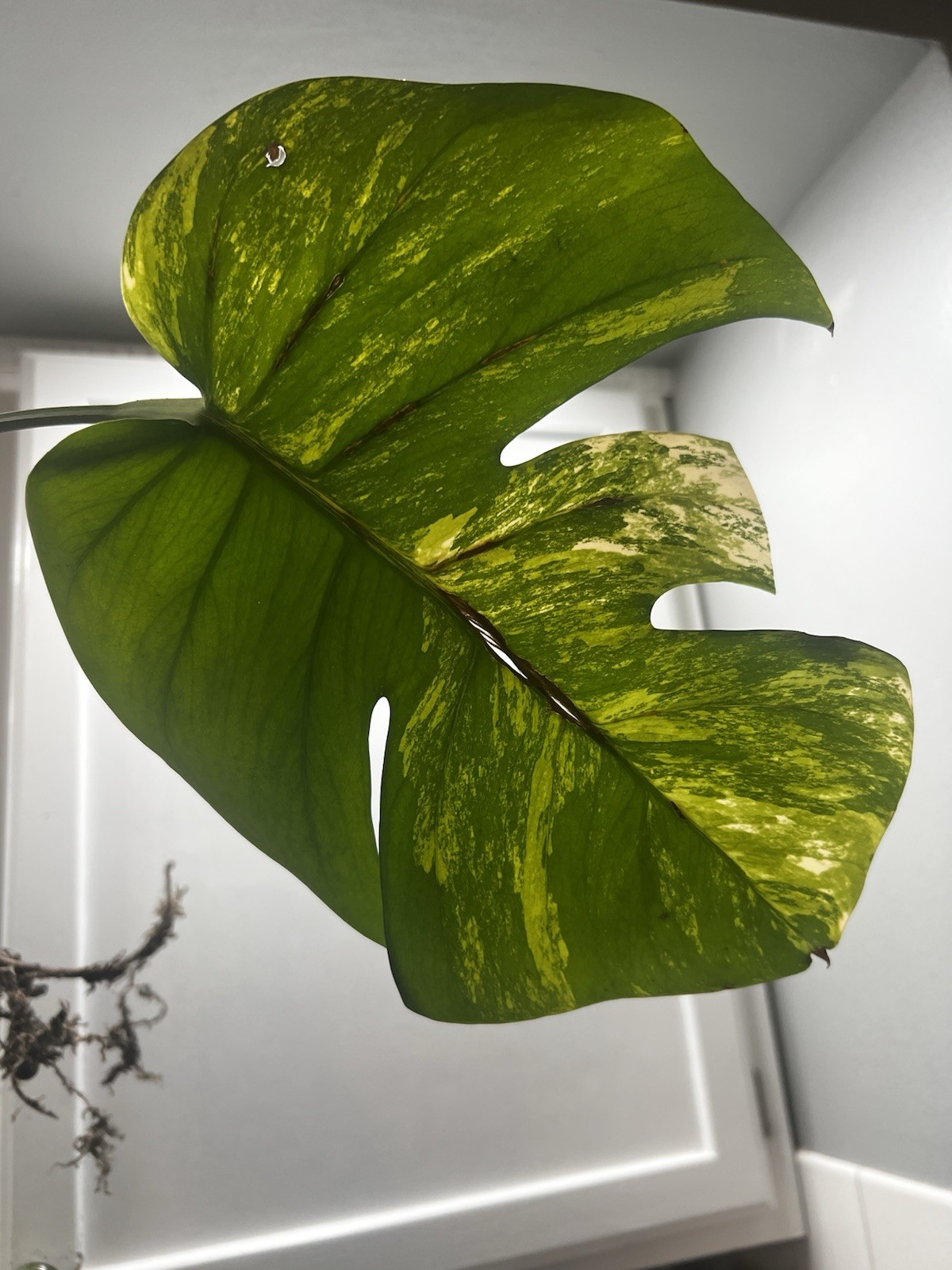 Monstera Aurea Variegated Rooted Cutting FREE SHIPPING USA seller gallery
