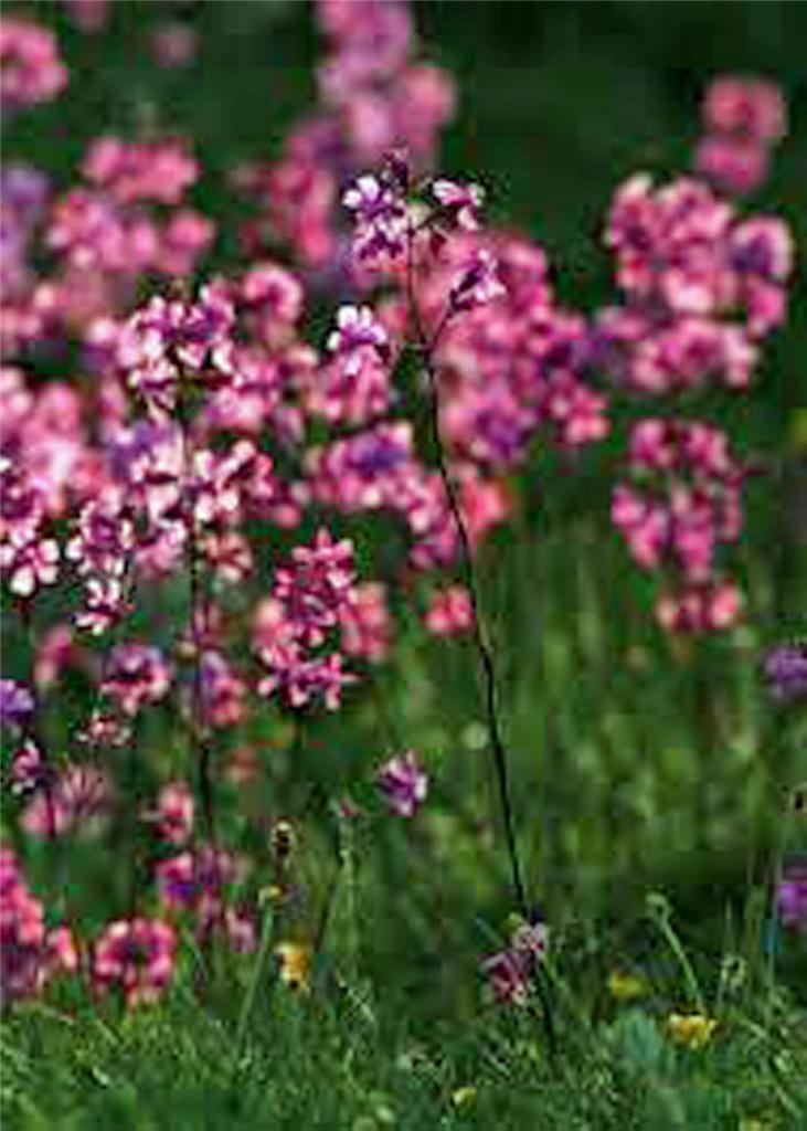 Catchfly Flower Seeds, 200+ seeds, Beautiful, Crimson-Rose Blooms . gallery
