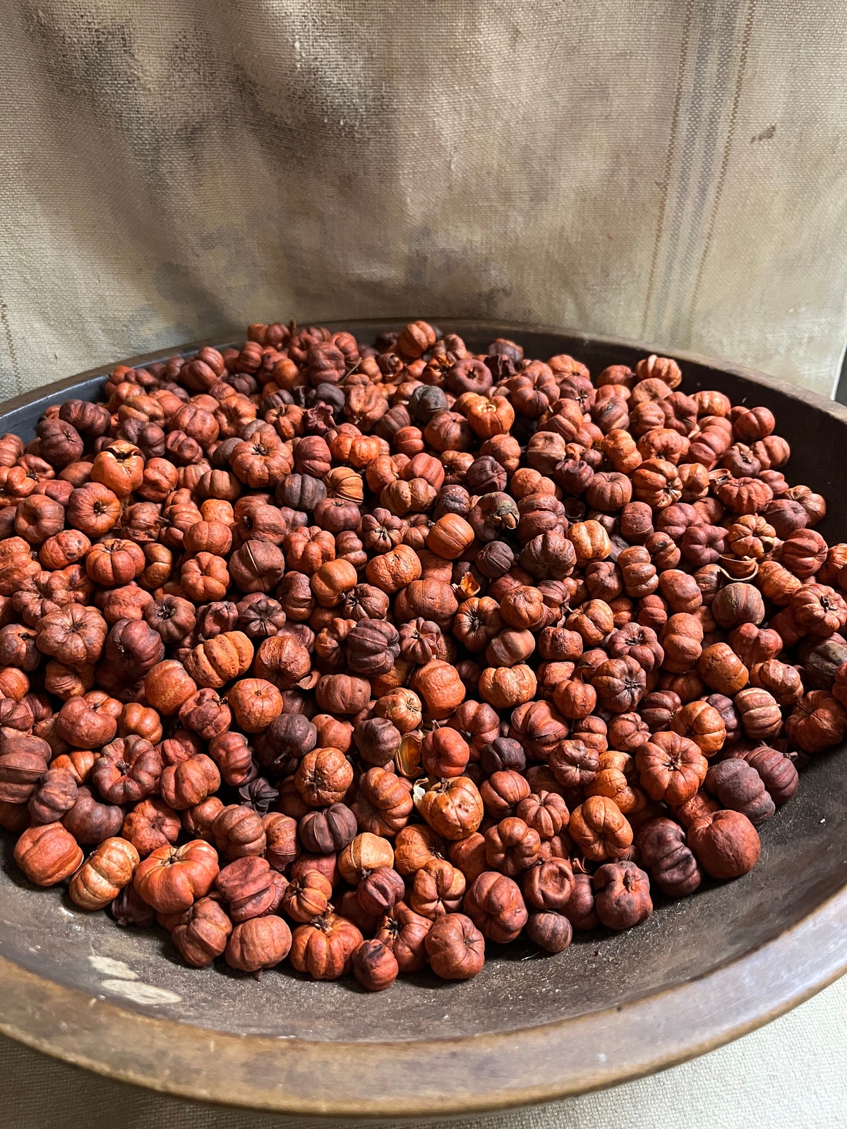 Primitive Orange Putka Pods 8 cups (8oz) or 16 Cups (1lb) Bag gallery