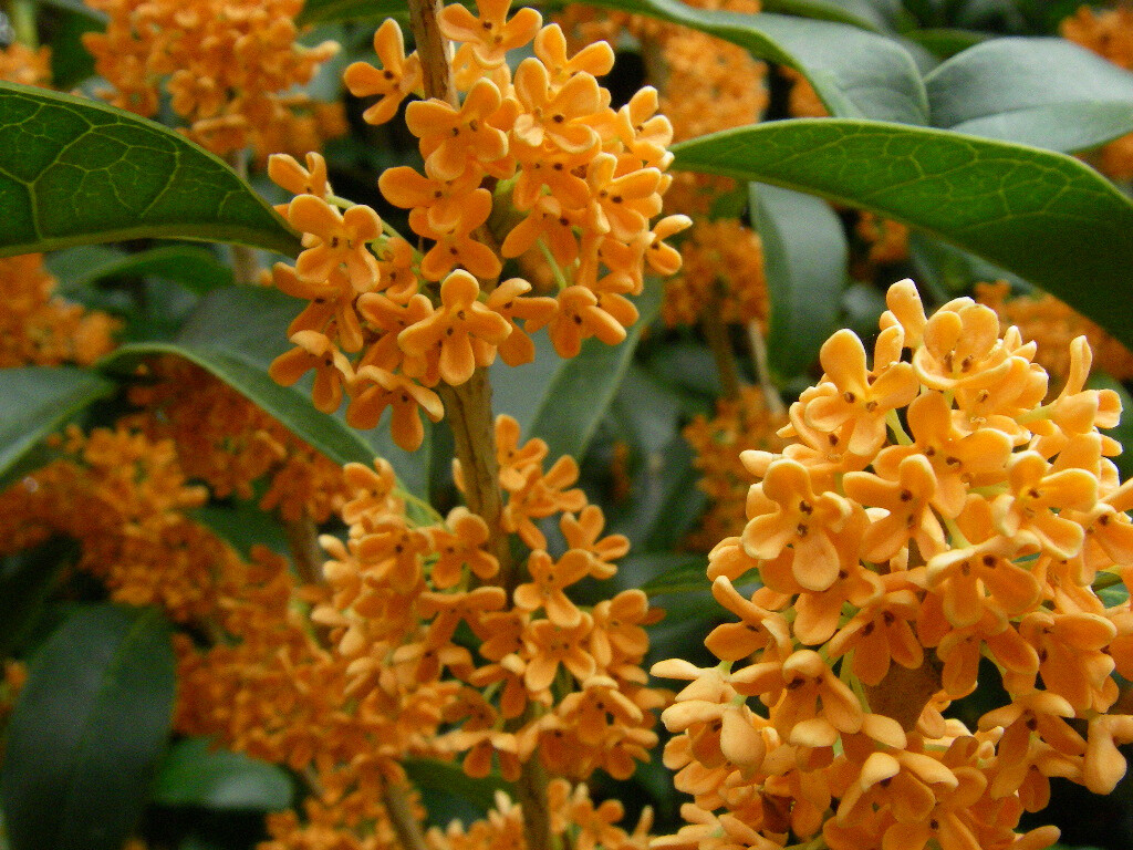 APRICOT ECHO Fragrant Tea Sweet Olive Osmanthus fragrans~~Rooted Starter Plant gallery