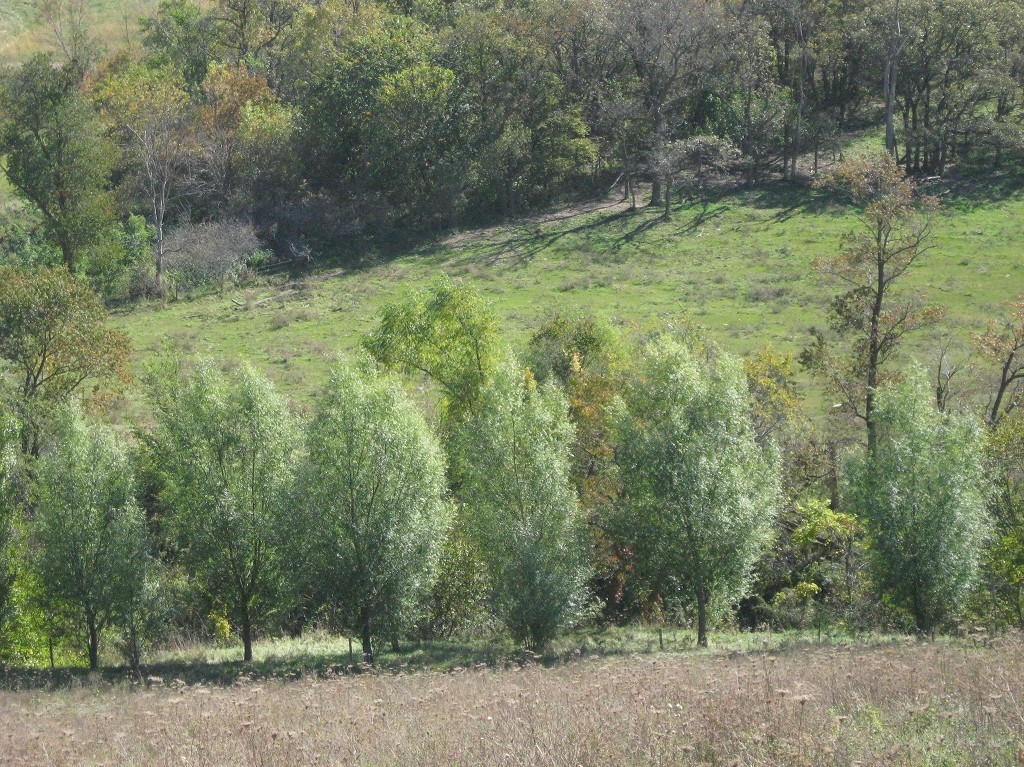 5 Hybrid Aussie Willow Trees - Fast Growing Privacy and Shade - Easy to Grow gallery
