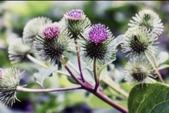 Common Burdock (Arctium Minus) 50 Seeds Or More From 2025 Plants