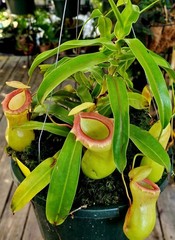 Nepenthes ventricosa sg (female) RC
