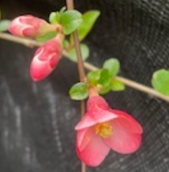 1 Rooted Flowering Quince, Chaenomeles gallery