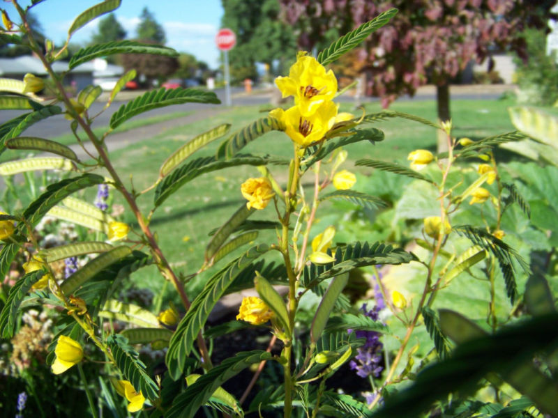 partridge pea, SLEEPING sensitive PLANT 254 seeds GroCo BUY ANY 10 - SHIPS FREE gallery