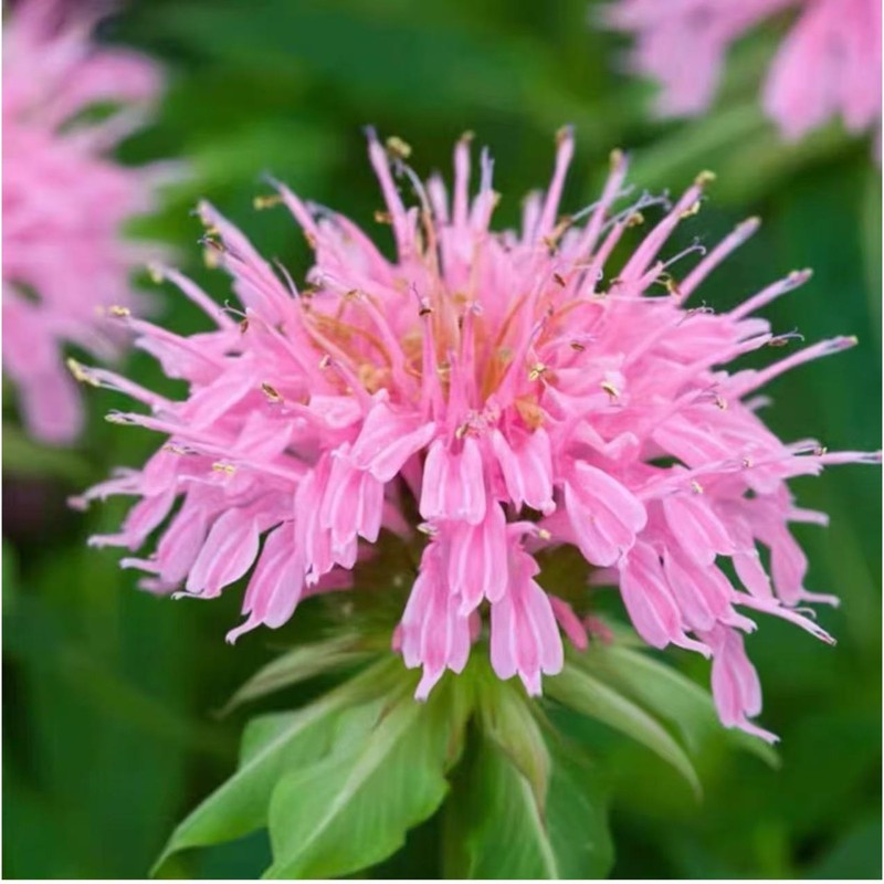 1000 Pink Bee Balm Seeds Monarda – Perennial Flower for Pollinators Zones 4–9 gallery