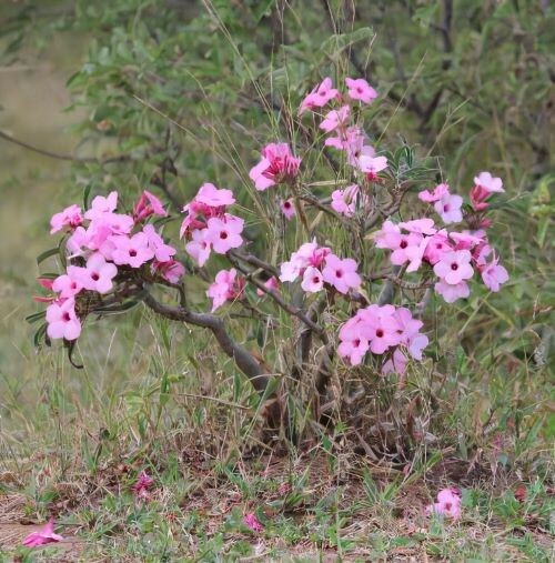 Adenium Swazicum ( Summer Impala Lily ) 1 Year Old Plant, Plus 2 bonus plants! gallery