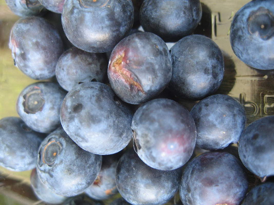 1-2000 PCS New Jersey Blueberry Tree Seeds Southern Black Highbush Fruit 0158 gallery