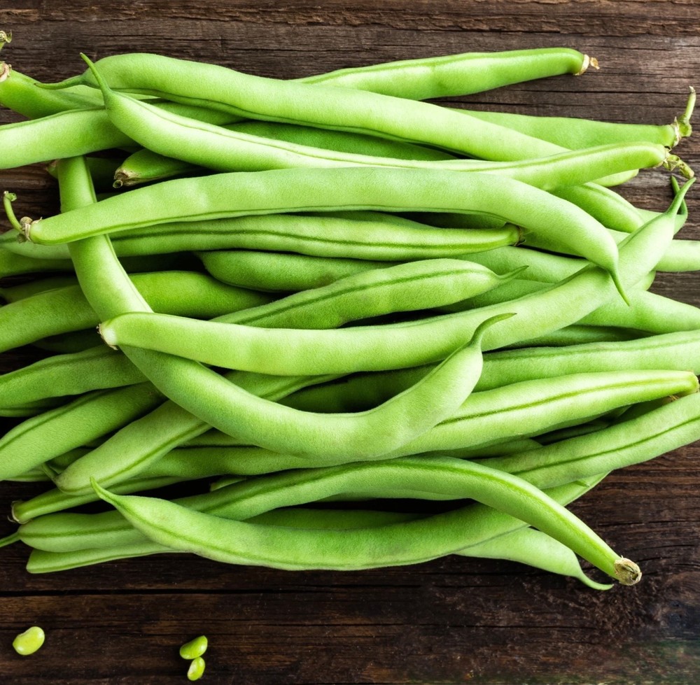 Burpee Stringless Green Pod Bush Bean - Fresh Seeds - NonGMO USA, Free Shipping!