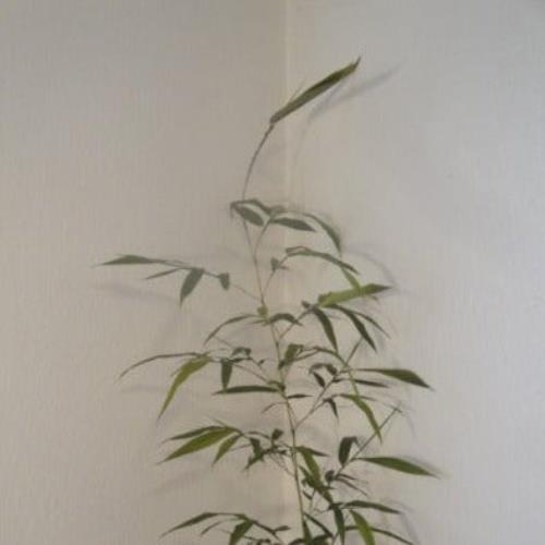 Phyllostachys Atrovaginata 'Incense Bamboo' gallery