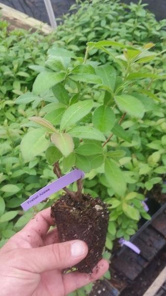 ( 1 ) - Fireball Deciduous Azalea - Starter Plant ( L7 ) ( 1 live plant ) gallery