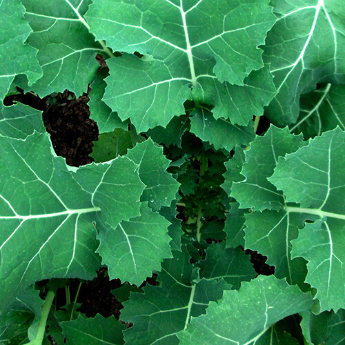Premier Kale Seeds | Non-GMO | Free Shipping | Seed Store | 1101 gallery