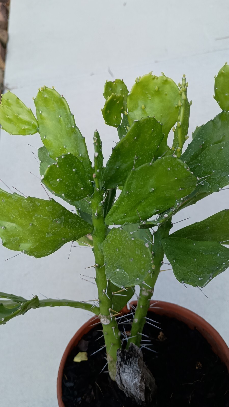 Brazilian Prickly Pear Cactus W/ Roots gallery