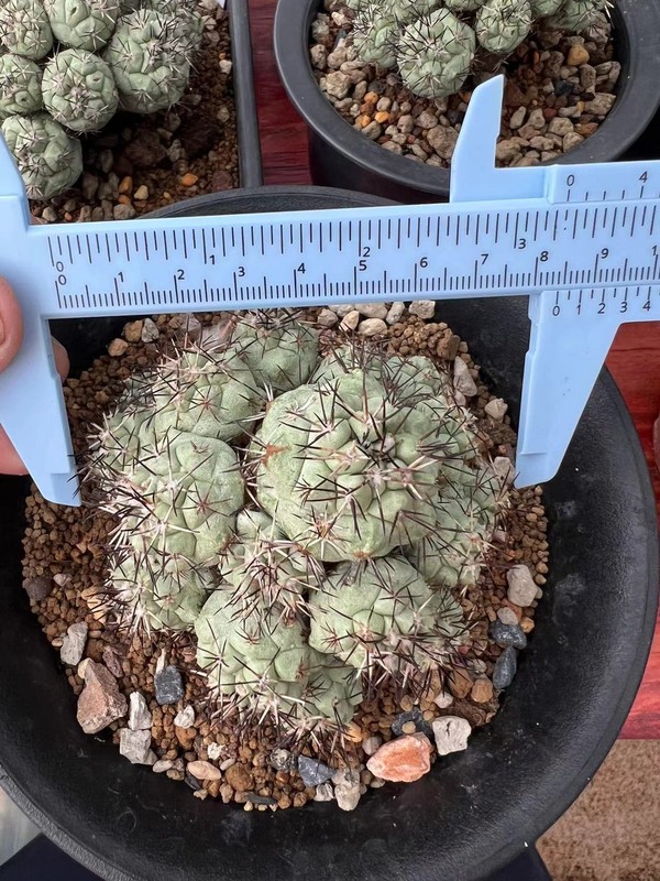 1pc 8.4cm multi-head Ortegocactus macdougallii Selfrooted Emperor Pill WYSIWYG/ gallery