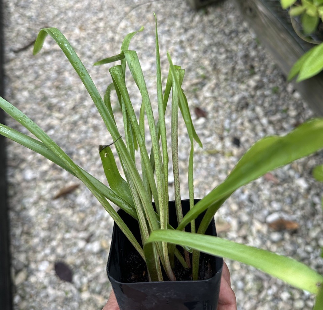Tuberose double pearl. Potted Plants. FRAGRANT - Polianthus gallery