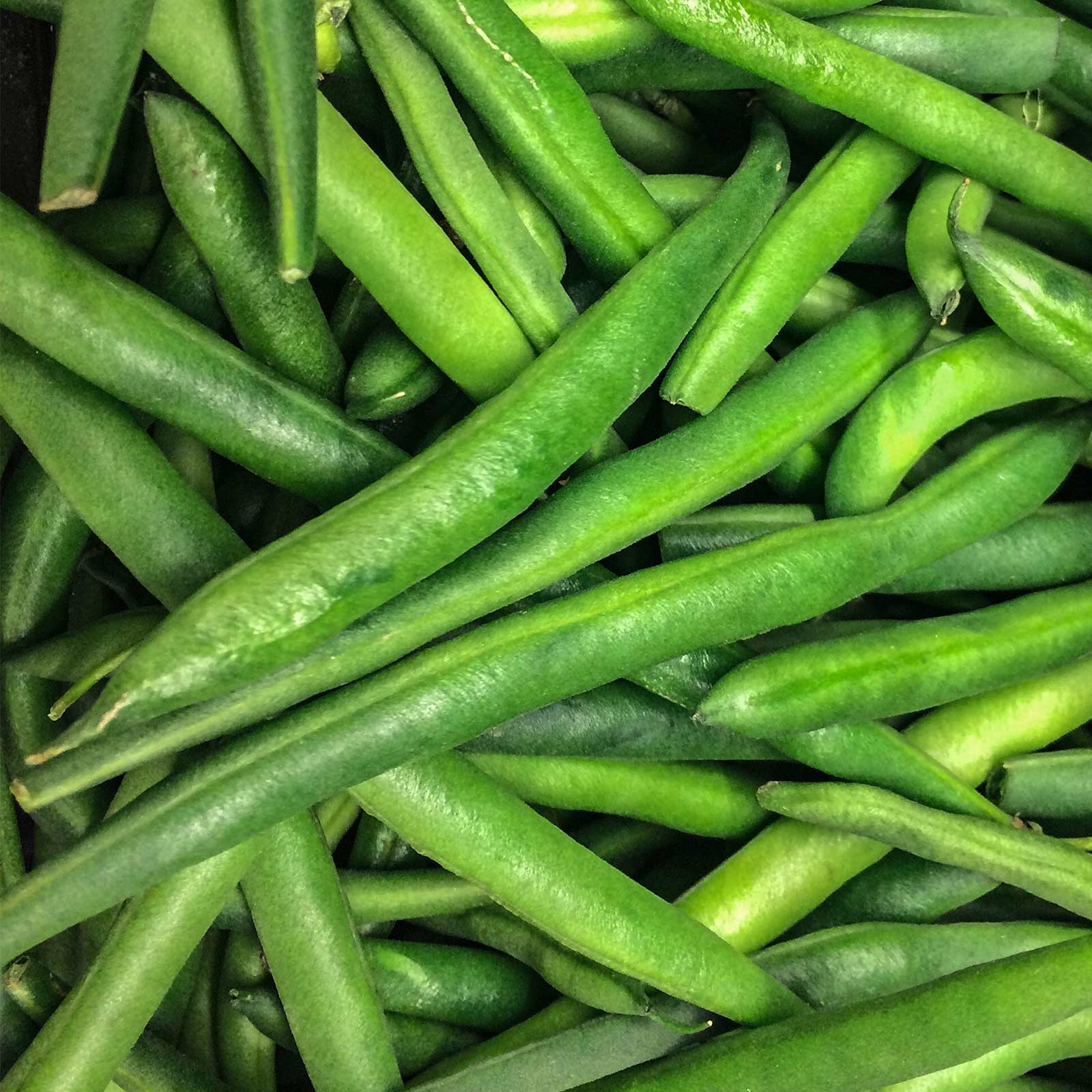 Jade ll Bush Green Bean Seeds, Stringless Treated. FREE SHIPPING! gallery