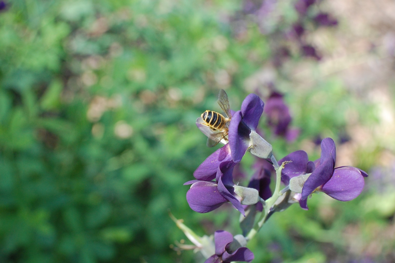 1 Gram Blue False Indigo Seeds/Baptista Australis/US Native/Organic gallery