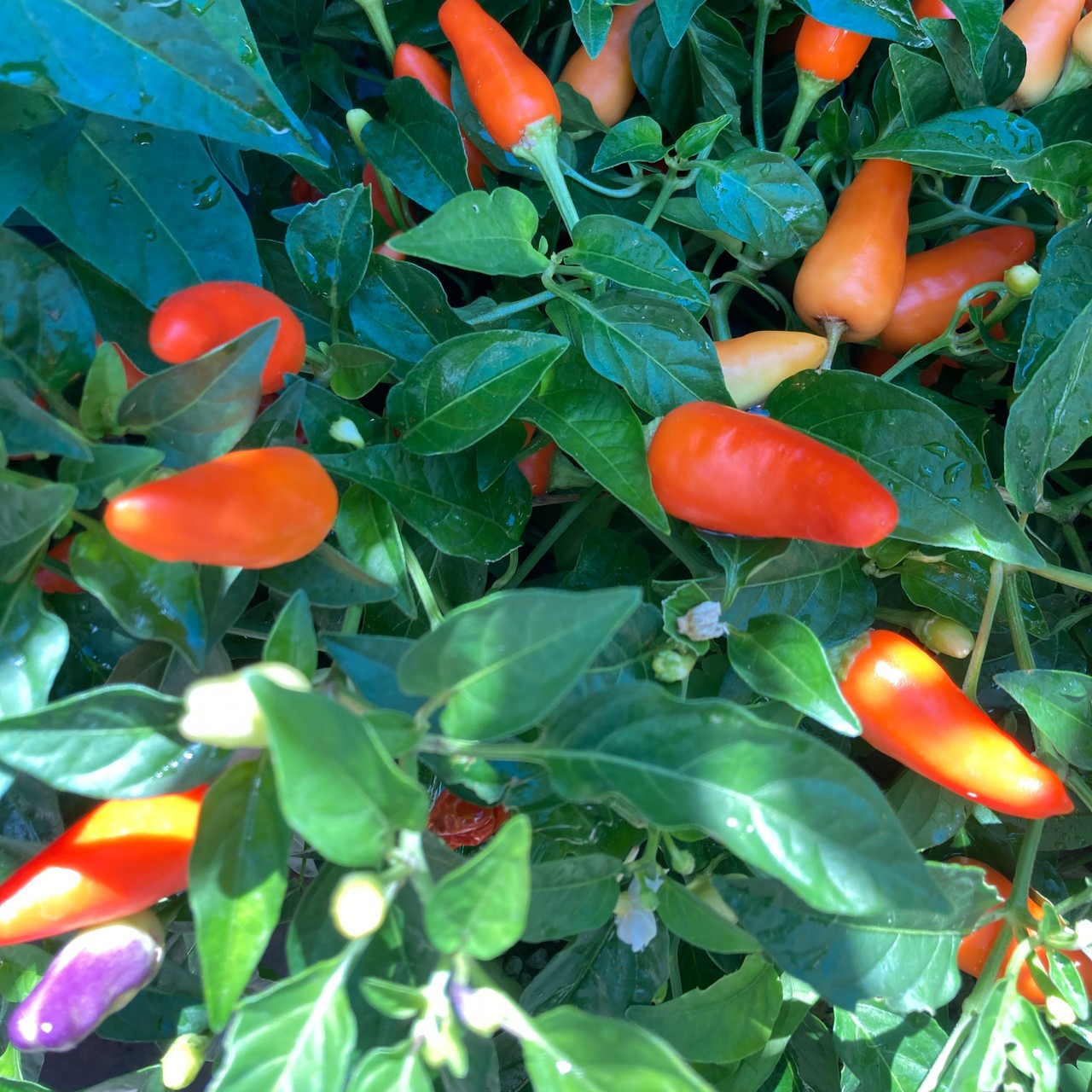 Chinese five Color Hot Pepper. 10 Seeds Free Shipping! gallery
