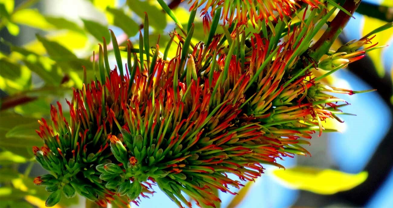 Acrocarpus fraxinifolius | Pink Cedar | Indian Ash | Shingle Tree | 20_Seeds gallery