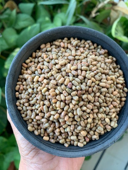 Moth / Muth Bean Seeds (50) / Bush Bean / Heat Tolerant / Easy / RARE gallery