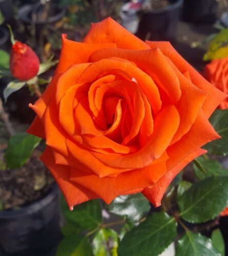 MARINA Everblooming Floribunda Salmon Orange Rose 2 Gal Bush Plants Plant Roses gallery