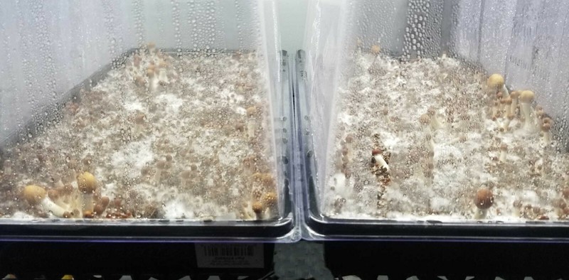 Wheatgrass Vented Humidity Dome FRUITING INCUBATING CHAMBER Kit Tray H DUTY gallery