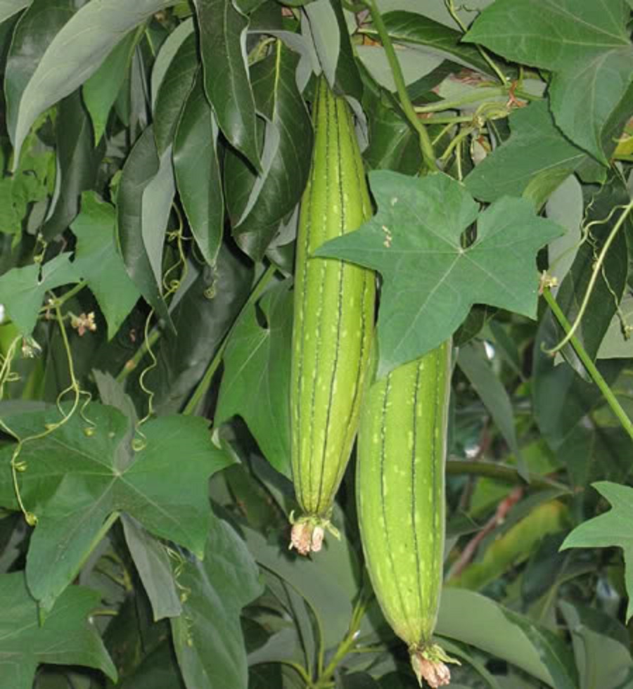 Luffa Seeds Ridged/Smooth Sponge Gourd Okra Angled Gourd Big Flesh Sigua Indian gallery