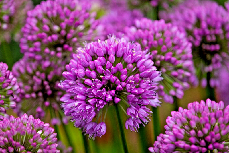 ALLIUM MILLENIUM LAVENDER FLOWERS 200 SEEDS, ORNAMENTAL ONION, HARDY gallery
