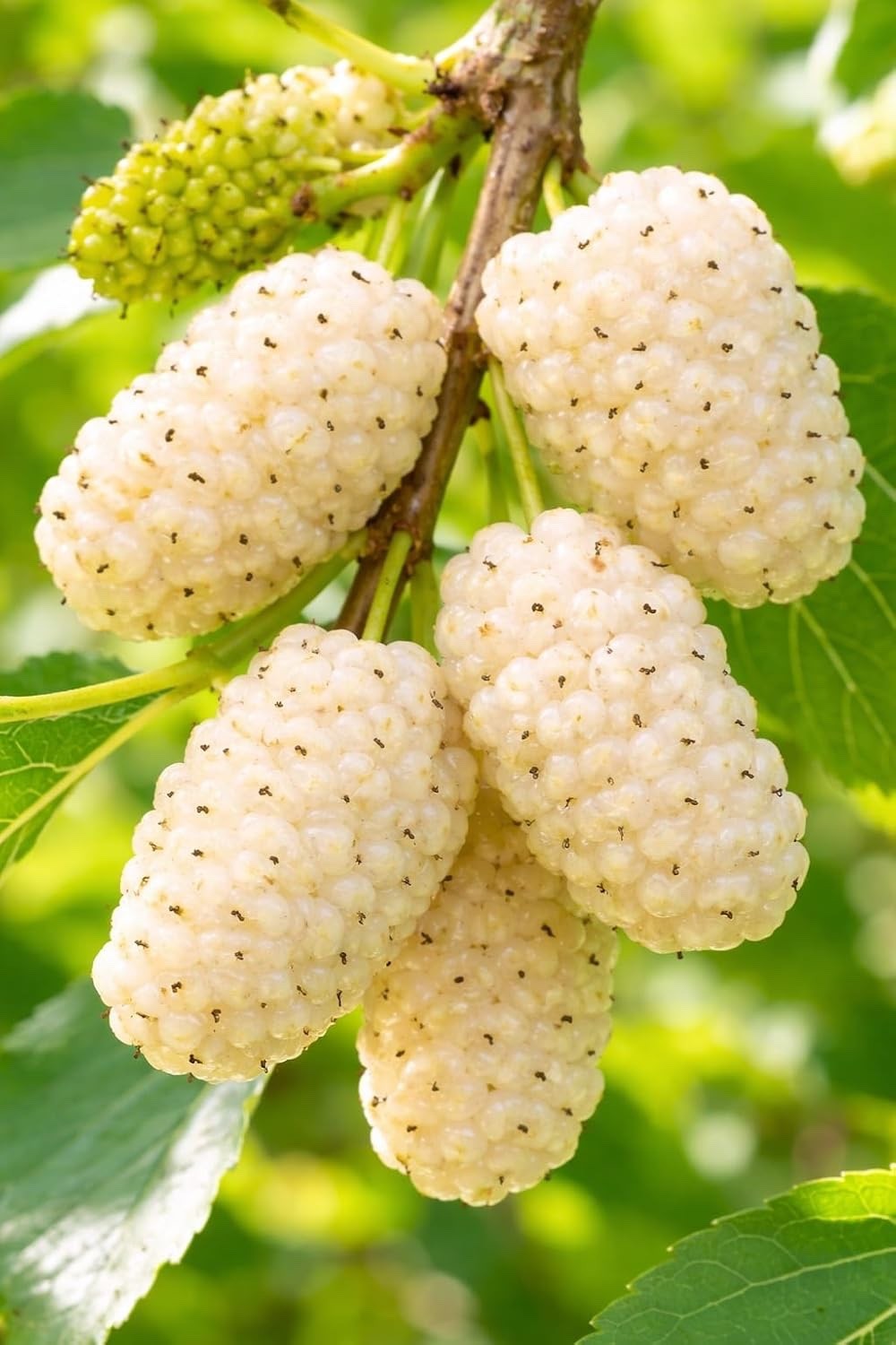 White Mulberry Tree Live Plants (Morus alba) – Sweet Edible Fruit Tree (3) gallery