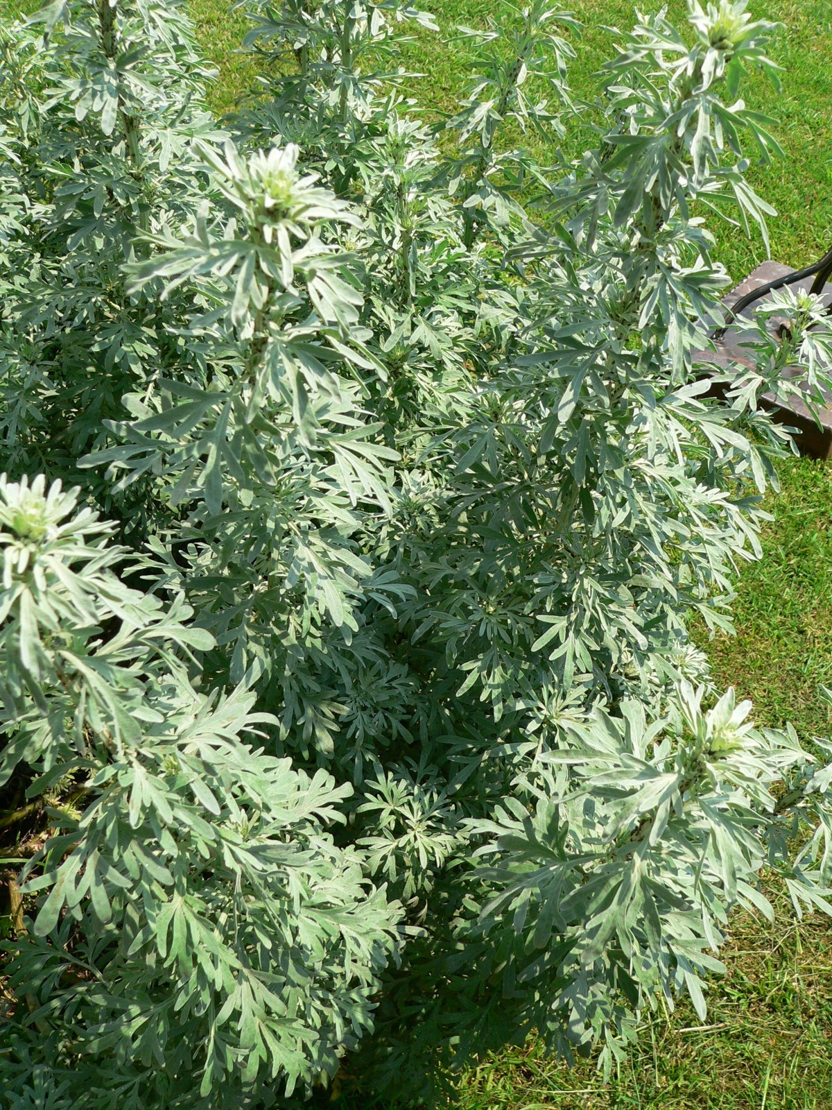 500 Artemisia Absinthium Seeds - Absinthe Wormwood - Medicinal Herbs gallery