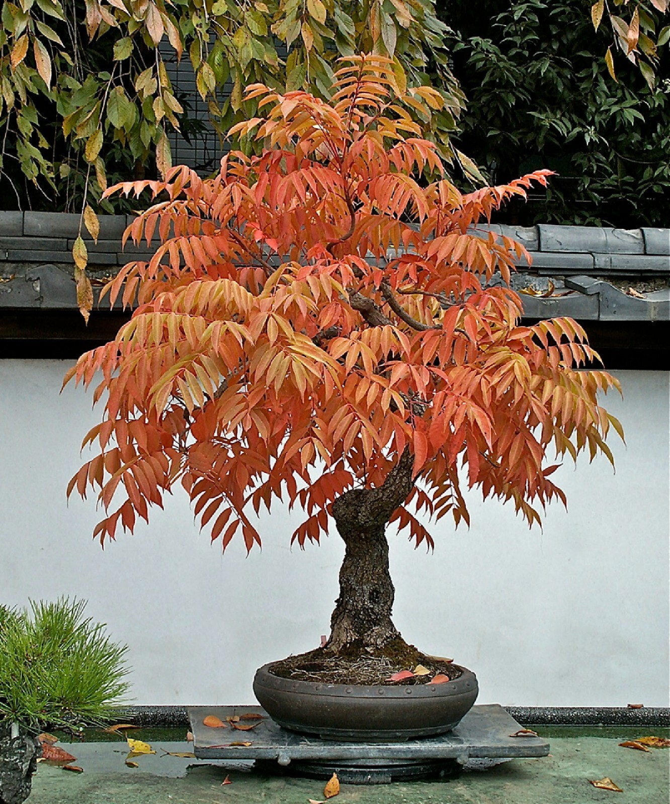 Dwarf Flameleaf Sumac Vibrant Ornamental 30+ seeds Free Shipping! gallery