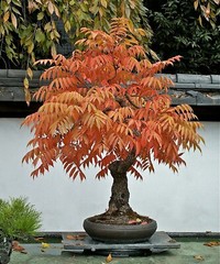 Dwarf Flameleaf Sumac Vibrant Ornamental 30+ seeds Free Shipping!