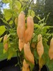 SUGAR RUSH PEACH HOT PEPPER SEEDS (20) / SWEET AND SPICY / SUPER RARE gallery