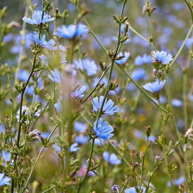 1000+ CHICORY SEEDS (Cichorium intybus)- Blue Dandelion | Coffeeweed -Succory US gallery