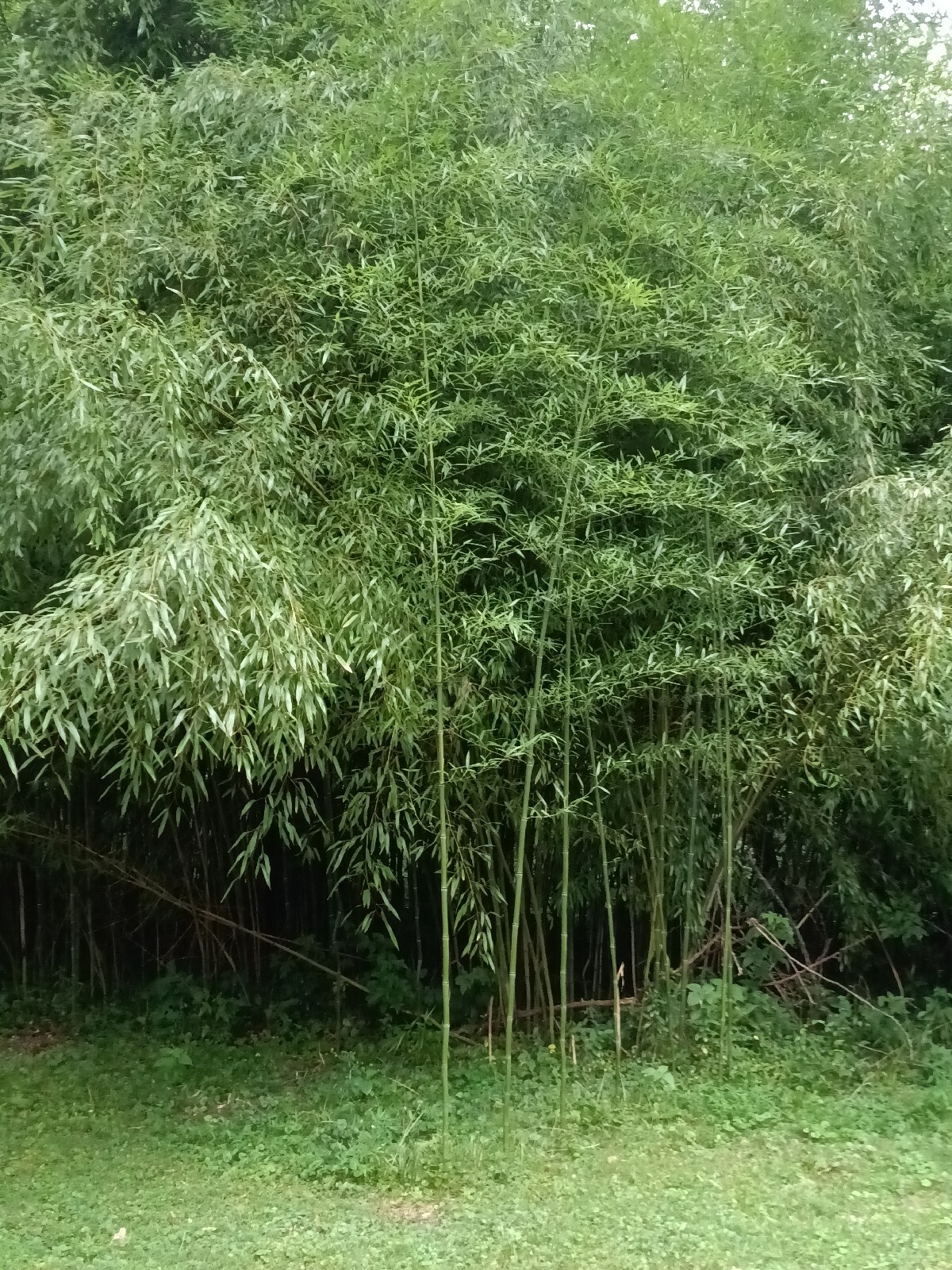 Fall Sale / Mosso Bamboo Root / 1 Free PC Per Order can Be Planted All year Arou gallery