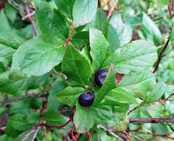 Vaccinium membranaceum | Thinleaf Huckleberry | 20 Seeds gallery