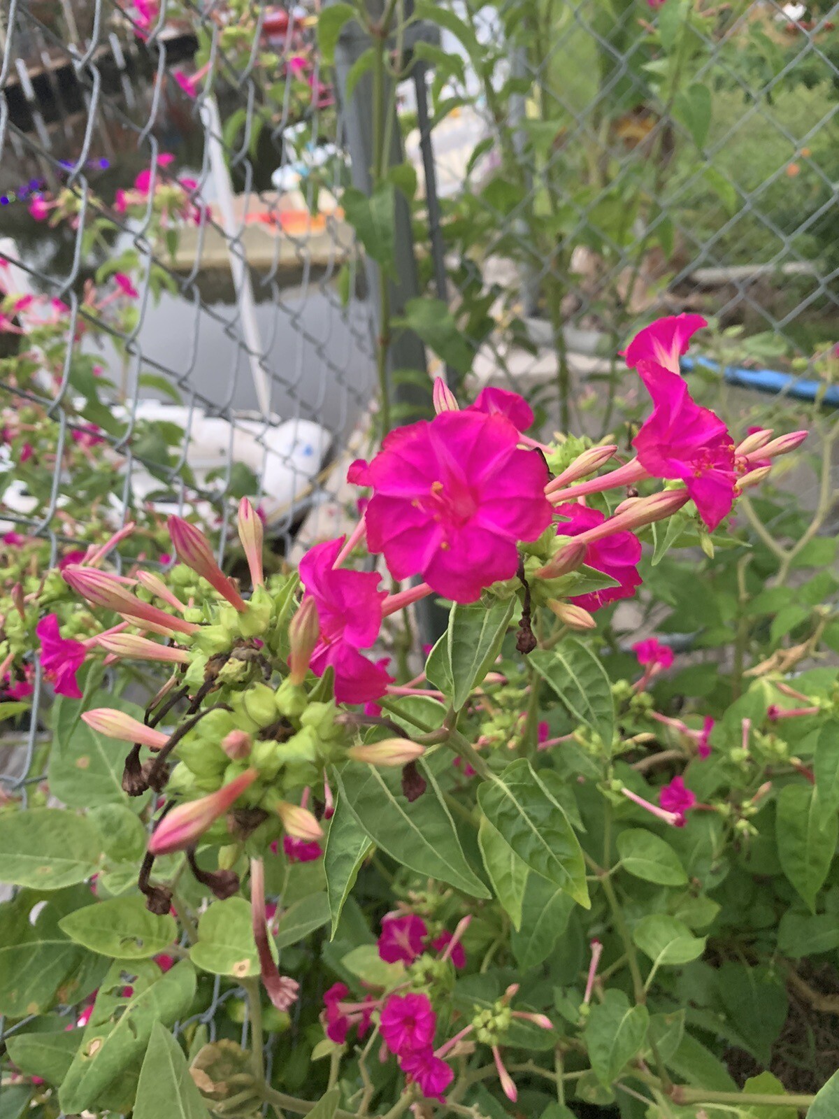 4 o’clock seeds, Fragrant, Dark Pink Blooms : 1000 Seeds. Ships with tracking gallery