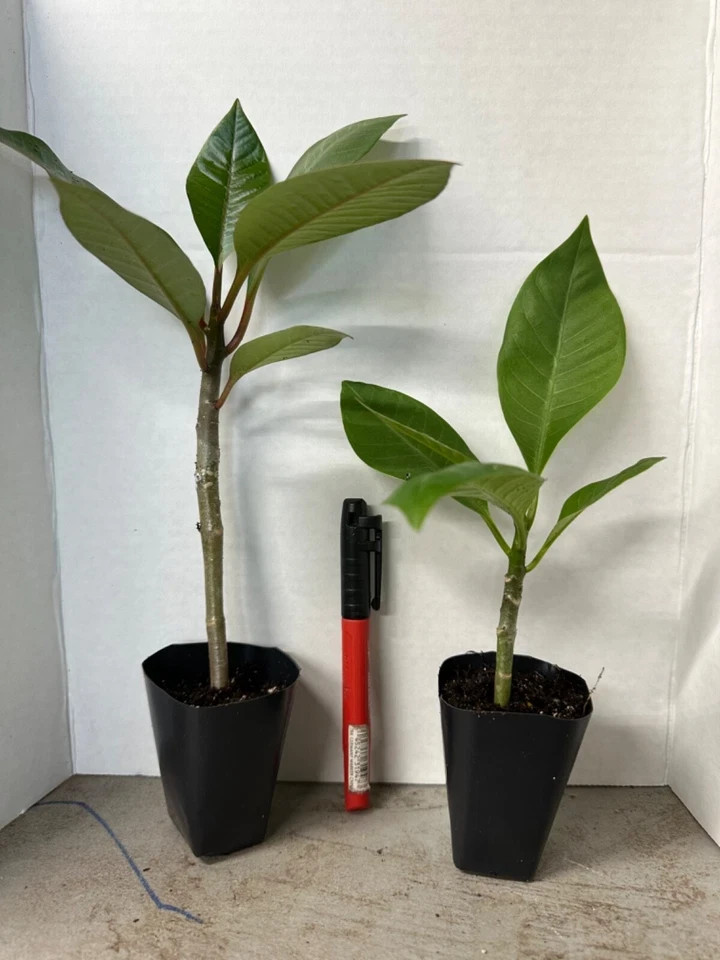 Black Cyclone-Plumeria Rubra Frangipani-SMALL Rooted Seedling Plant-4-6 inches t gallery