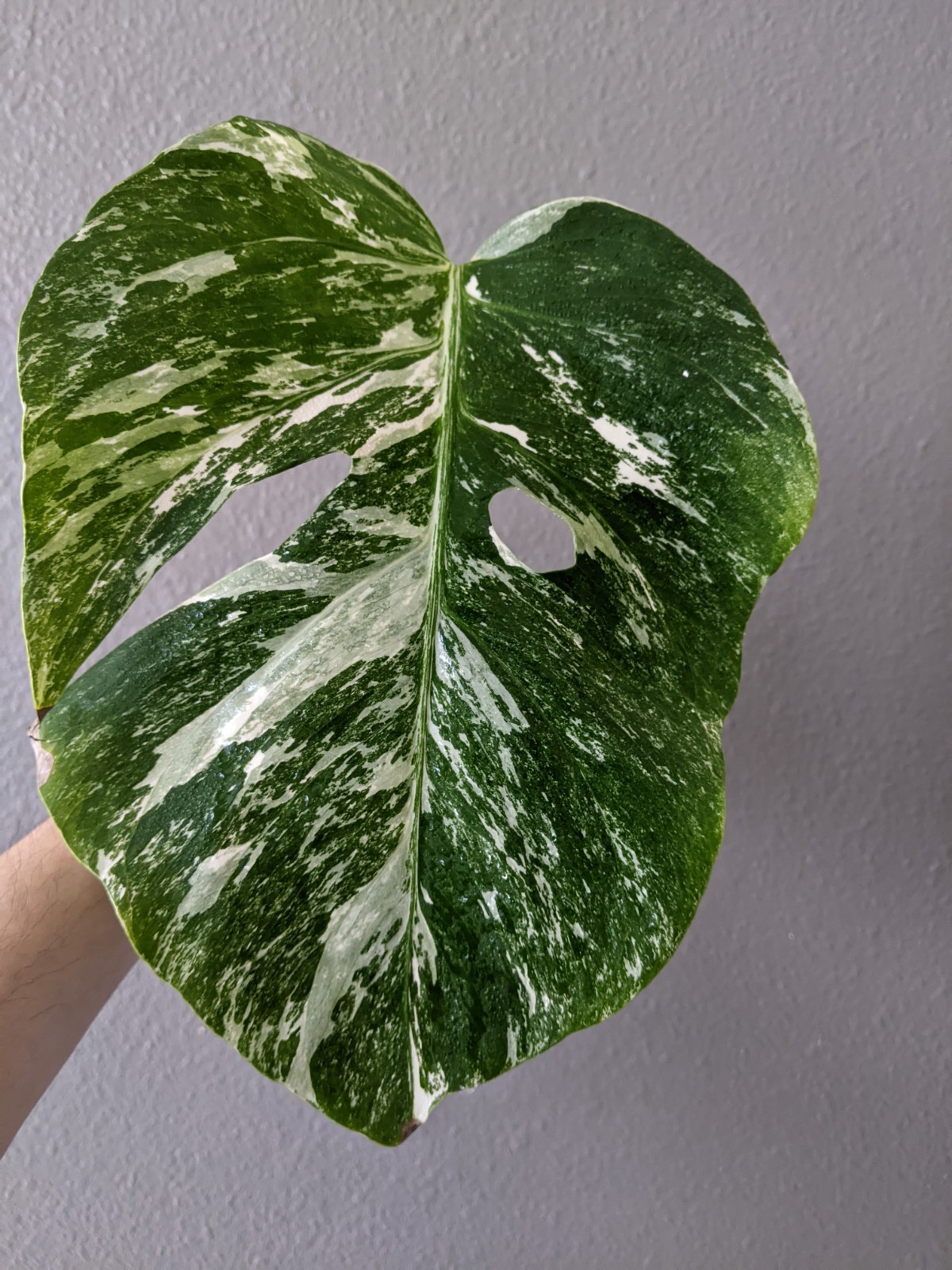 Monstera Albo Deliciosa Rooted Cutting, Green Snow Variegation, FREE Shipping gallery
